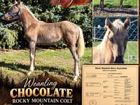 حصان, Rocky Mountain Horse — الصورة 1