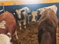 公牛, Simmental cattle — 照片 2