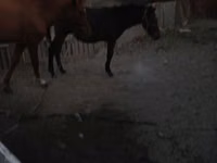 Horse (M), Horses — photo 5