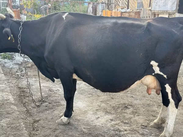 Kuh, Russian Black pied cattle — Kasachstan