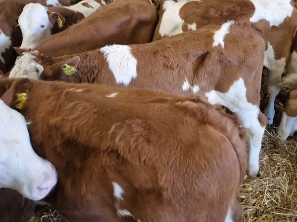 Bovinos (lote, sexo no especificado), Vaca Limousin