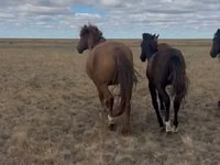 Stute, Kazakh horse — Foto 1