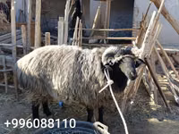 Widder, Schafe — Foto 1