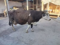 母牛, Russian Black pied cattle — 照片 3