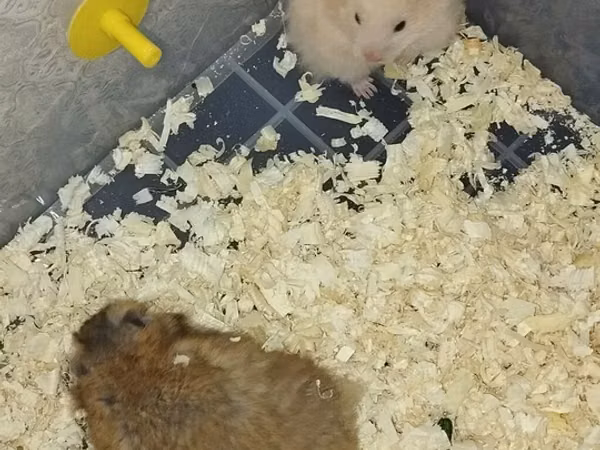 Məhsul: Hamsterlər (uzun tüklü cins) Təsvir: - Şirin, uzun tüklü