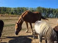 Mare, Horses — photo 6