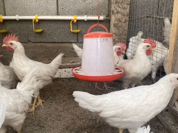 Leghorn