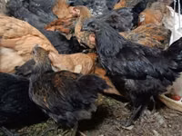 Chickens — 3-сурет