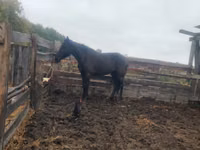 Mare, Horses — photo 1