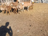 Қошқар, Arashan sheep — 4-сурет