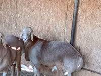 Қошқар, Arashan sheep — 2-сурет