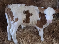 सांड, Simmental cattle — फ़ोटो 2