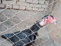 Chickens — الصورة 3