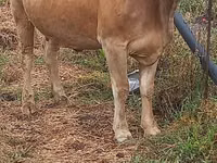 Vaca, Swiss cattle — foto 5