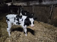 सांड, Russian Black pied cattle — फ़ोटो 1
