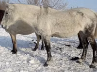 Stute, Orlov Trotter — Foto 7