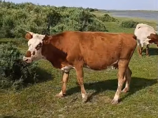 गाय, Latvian Blue cattle — कज़ाखस्तान