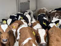 Rinder (Partie, Geschlecht nicht angegeben), Russian Black pied cattle — Foto 5