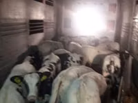 أبقار (دفعة، الجنس غير محدد), Russian Black pied cattle — الصورة 6