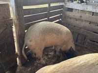 猪（批次，未指定性别）, Pigs — 照片 3