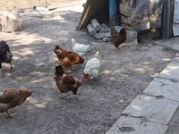Chickens — photo 3