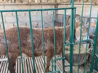 كبش, Arashan sheep — الصورة 4