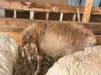 Oveja, Rhon sheep — foto 5