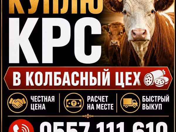 Бык, Коровы — Кыргызстан