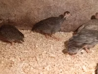 Guinea fowl — الصورة 2