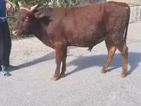 公牛, Cattle — 照片 3