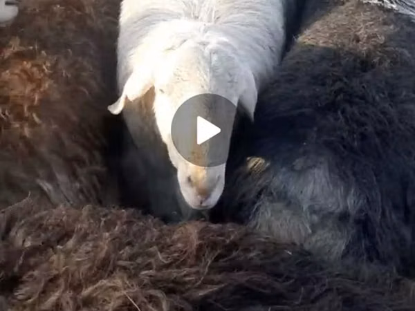 Қошқар, Arashan sheep
