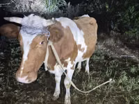Kuh, Simmental cattle — Foto 5