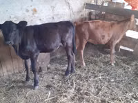 母牛, Cattle — 照片 3