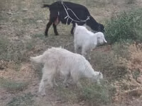 母山羊, Goats — 照片 1