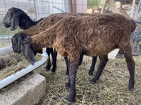 Widder, Kazakh fat-tailed coarsewool sheep — Foto 5