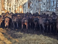 Қошқар, Hissar sheep — 2-сурет
