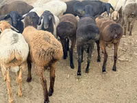 Qoʻchqor, Rhon sheep — 5-rasm