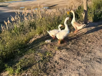 Geese — Foto 1