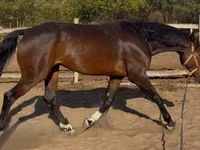 Caballo, Hanoverian — foto 4