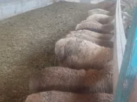 نعجة, الأغنام — الصورة 5
