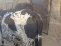 母牛, Latvian Blue cattle — 照片 2