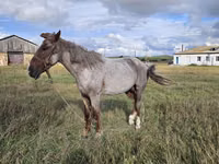 Caballo, Caballos — foto 4