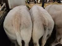 Bovinos (lote, sexo no especificado), Russian Black pied cattle — foto 6