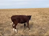Bull, Cattle — photo 2