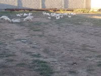Geese — Foto 3