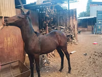 حصان, French Trotter — الصورة 1