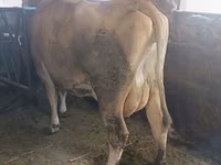 Sigir, Swiss cattle — 4-rasm