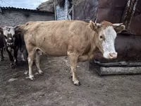 गाय, Latvian Blue cattle — फ़ोटो 1