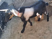 Ziegenbock, Ziegen — Foto 2