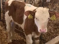 ثور, Simmental cattle — الصورة 2